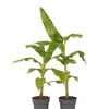 Image 2: Rootz Set of Two Musa Basjoo Hardy Banana Plants