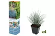 Set de 4 ou 8 fétuques bleues (Festuca Glauca Elijah Blue) de Gardenzo, 20 à 38 cm à la livraison - Image 2