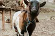 Entrée enfant, adulte ou pack familial au Parc’Ours, parc animalier nature dans les Pyrénées - Image 4