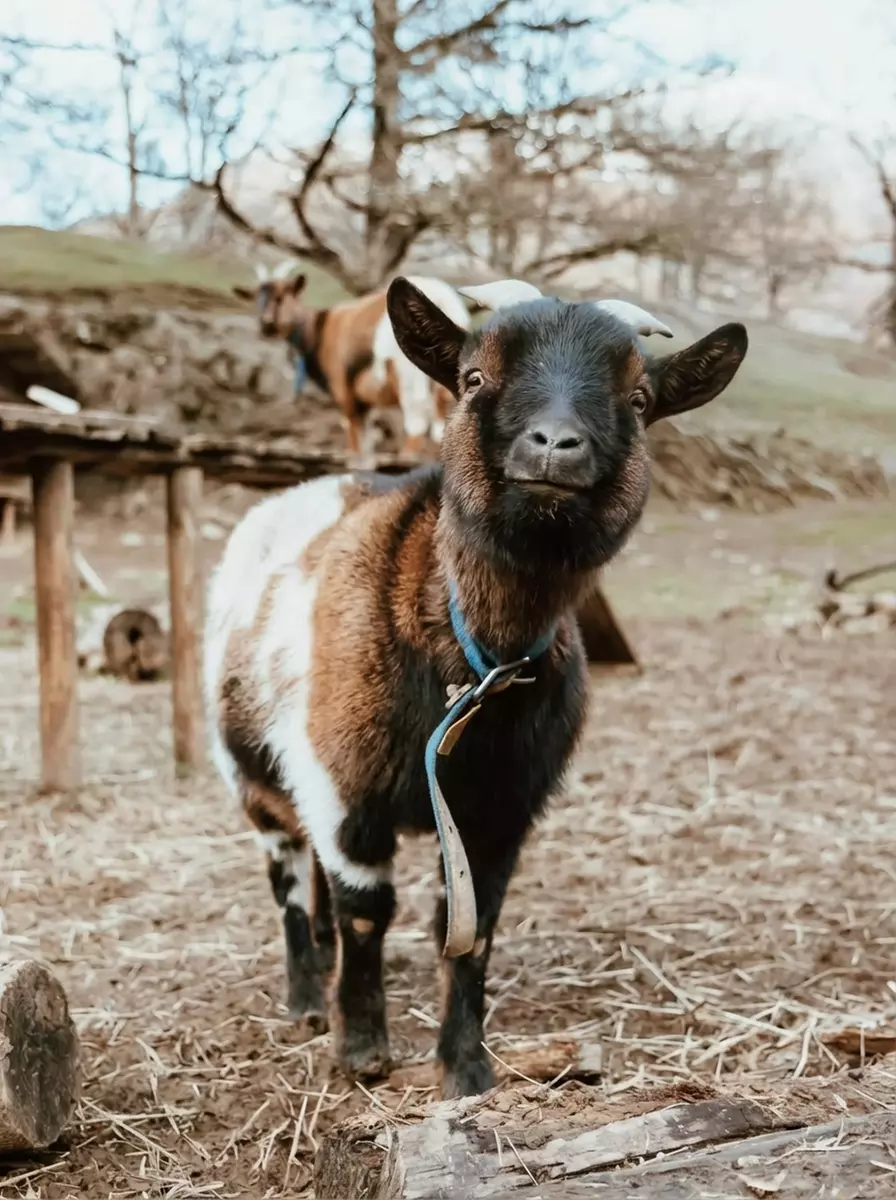 Entrée pour le Parc’Ours : balade nature et animaux des Pyrénées