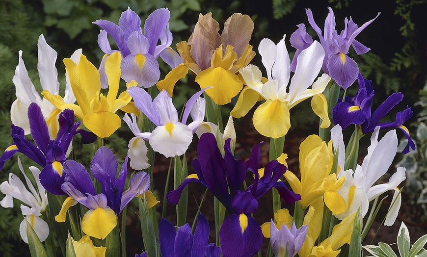 Image 1: 75 or 150 Dutch Iris Mixed Spring Flowering Bulbs