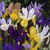 Image 1: 75 or 150 Dutch Iris Mixed Spring Flowering Bulbs
