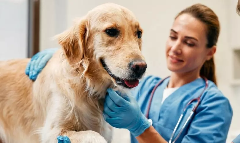 Esterilización de gatos y perras hasta 20 kg