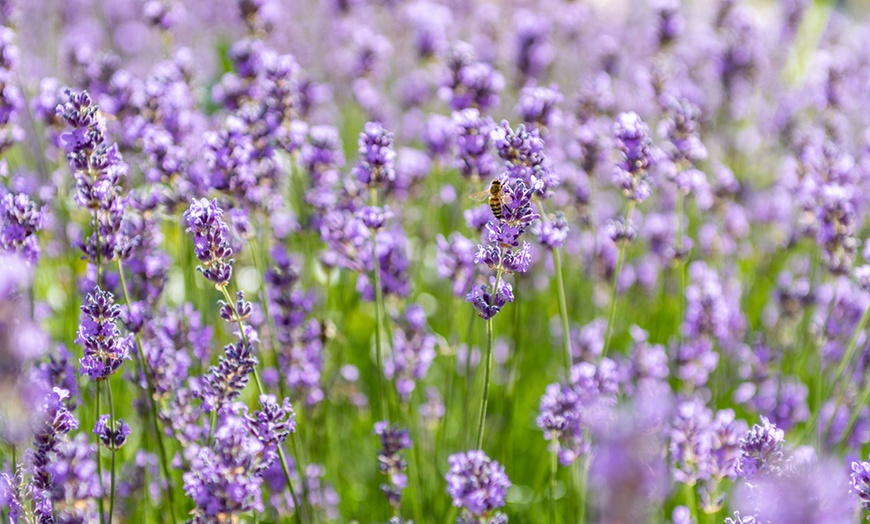 Image 1: Three-Pack of Lavender Munstead 1 Litre Potted Plants