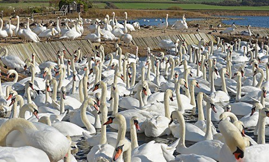 Image 10: Abbotsbury Farm, Child £7.95, Adult £9.95 Entrance