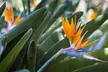 Exotic Bird of Paradise Plants + Optional Grey Patio Planter - Image 6
