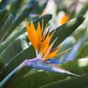 Image 6: Exotic Bird of Paradise Plants + Optional Grey Patio Planter