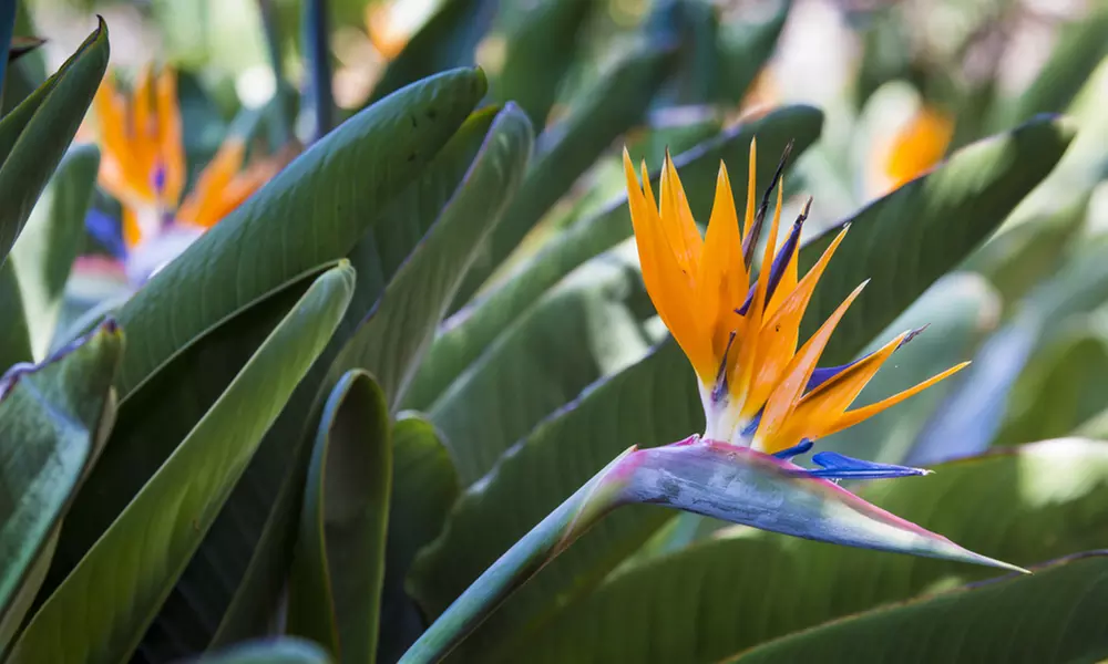 Exotic Bird of Paradise Plants + Optional Grey Patio Planter