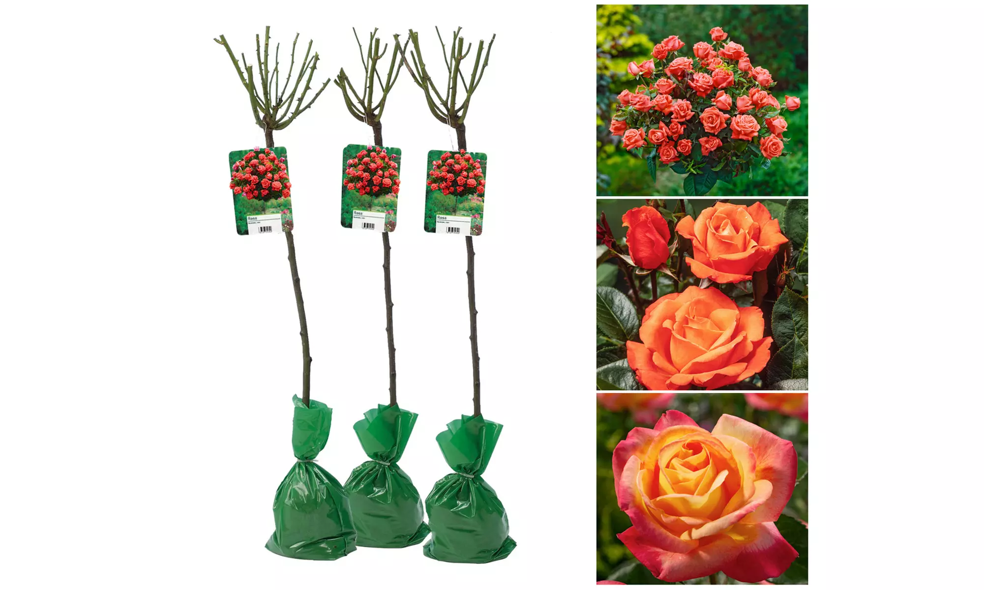 Set van 3 XXL rozen van 120-140 cm