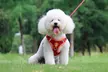 Dog Harness & Leash Set - Reflective, No-Pull (Small/Medium Dogs) - Second Medium