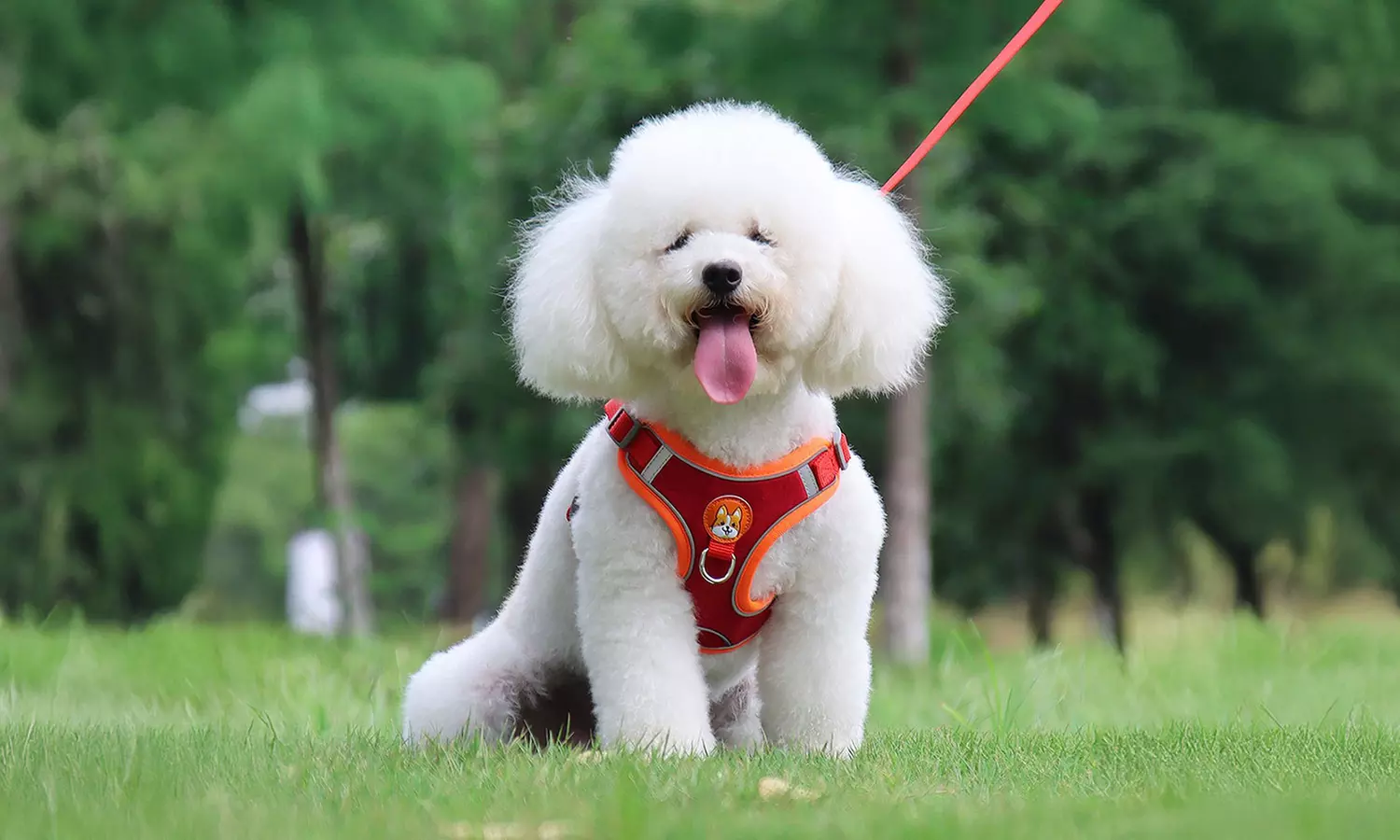 Dog Harness Leash Set with Collar Reflective No Pull for Small Dogs