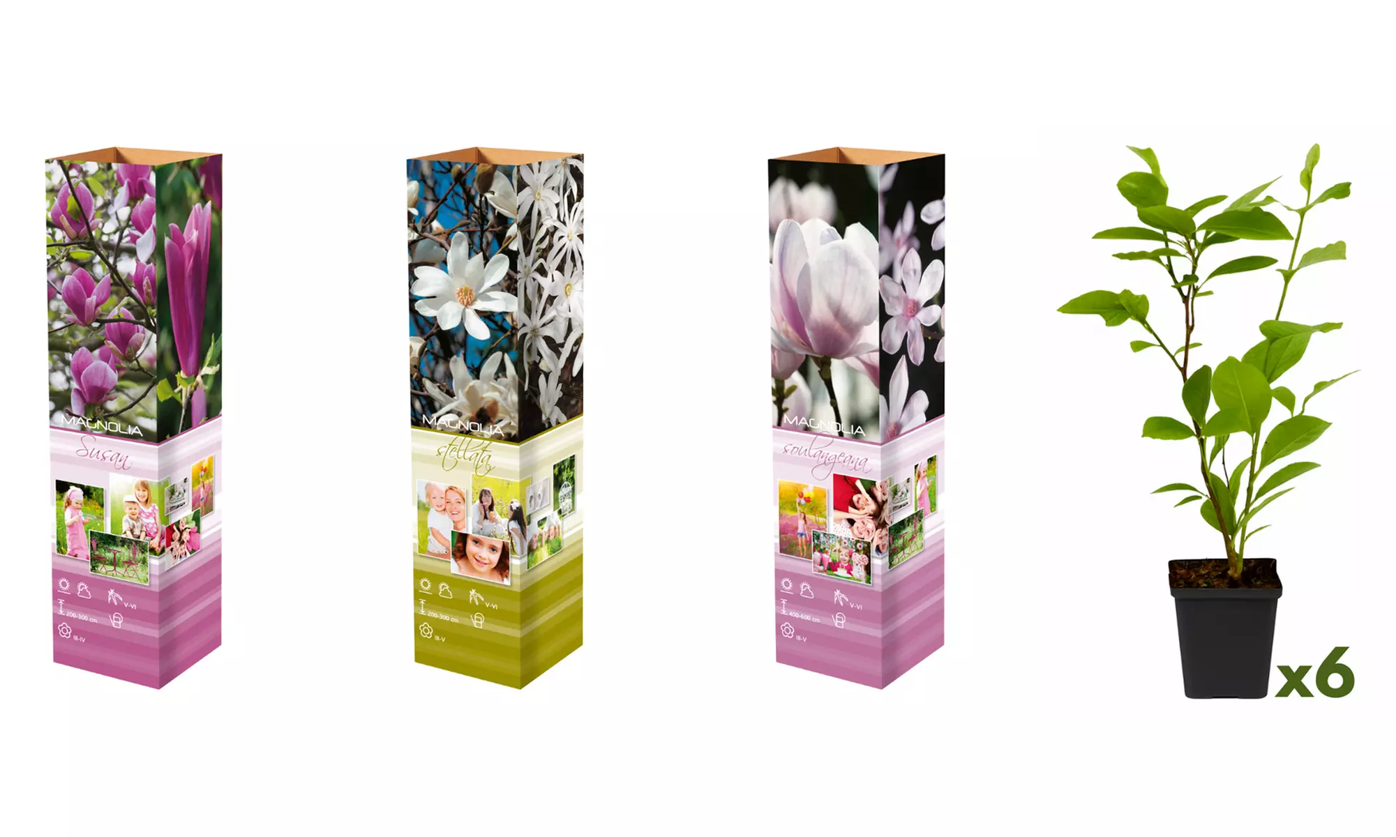 3 of 6 Magnolia planten