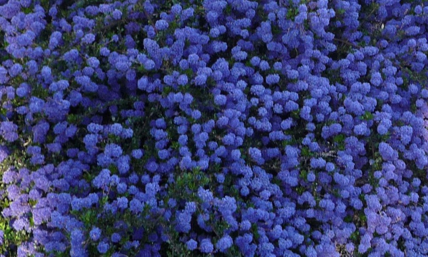 Image 1: One or Three Ceanothus Blue Sapphire Potted Plants