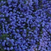 Image 1: One or Three Ceanothus Blue Sapphire Potted Plants