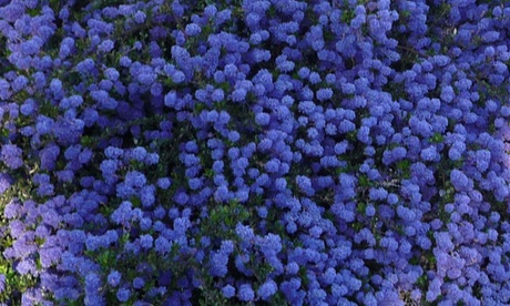 Groupon Unisex Blue One Or Three Ceanothus Sapphire Potted Plants: One