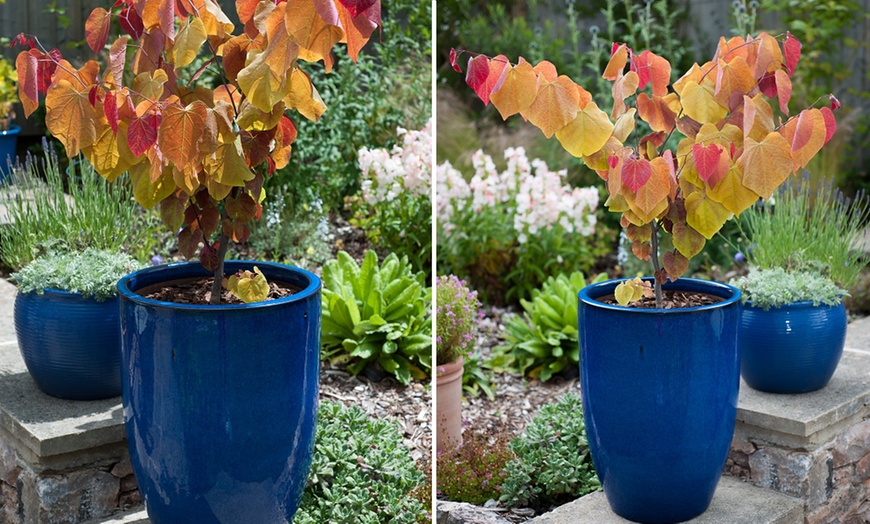 Image 2: Colour Changing Garden Trees - 4 Varieties - up to 3 Potted Plants
