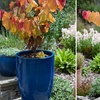 Image 2: Colour Changing Garden Trees - 4 Varieties - up to 3 Potted Plants