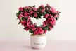 Valentine’s Day Indoor Plants & Gifts with Same-Day Delivery Options from 1-800-Flowers.com (Up to 55% Off) - Second Medium