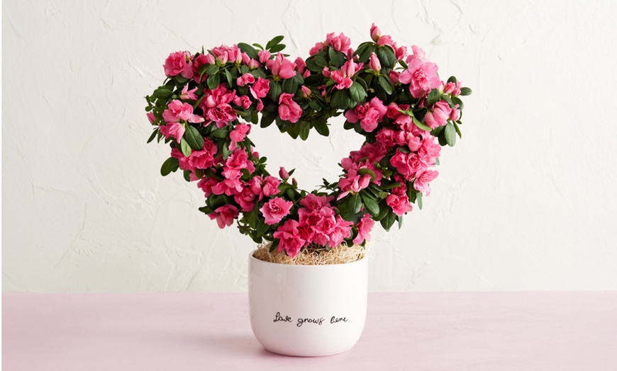Image 4: 1-800-Flowers.com Deal: Next Day Valentine's Plants & Gifts Up to 50% off