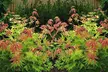 Two Acer Palmatum Orange Dream Plants - Image 2