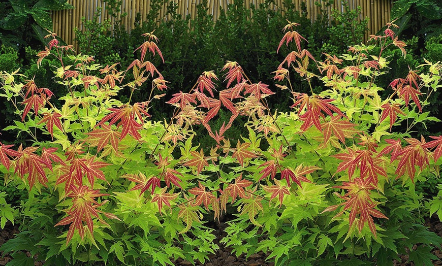 Image 2: Two Acer Palmatum Orange Dream Plants