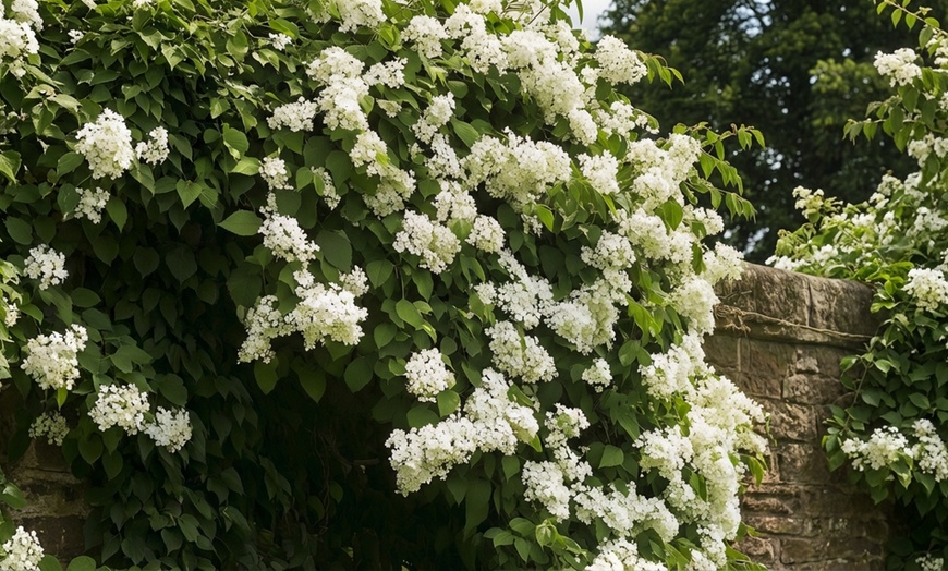 Image 3: Set di 2 piante di Hydrangea Petiolaris