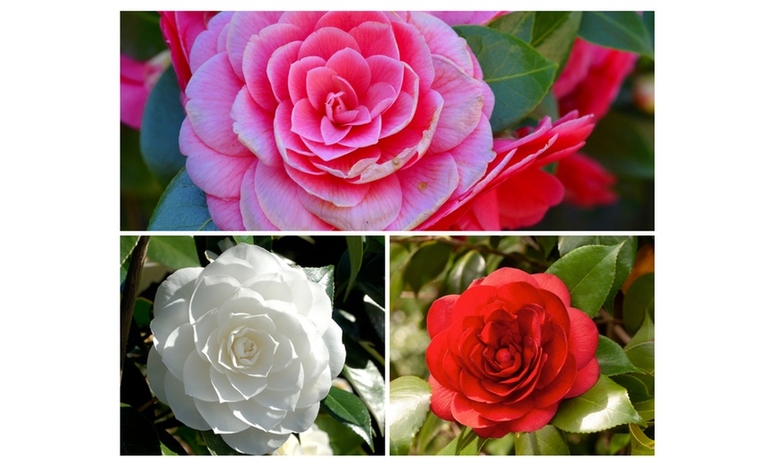 Image 14: 1 ou 2 arbustes de camélia du Japon XL de Gardenzo