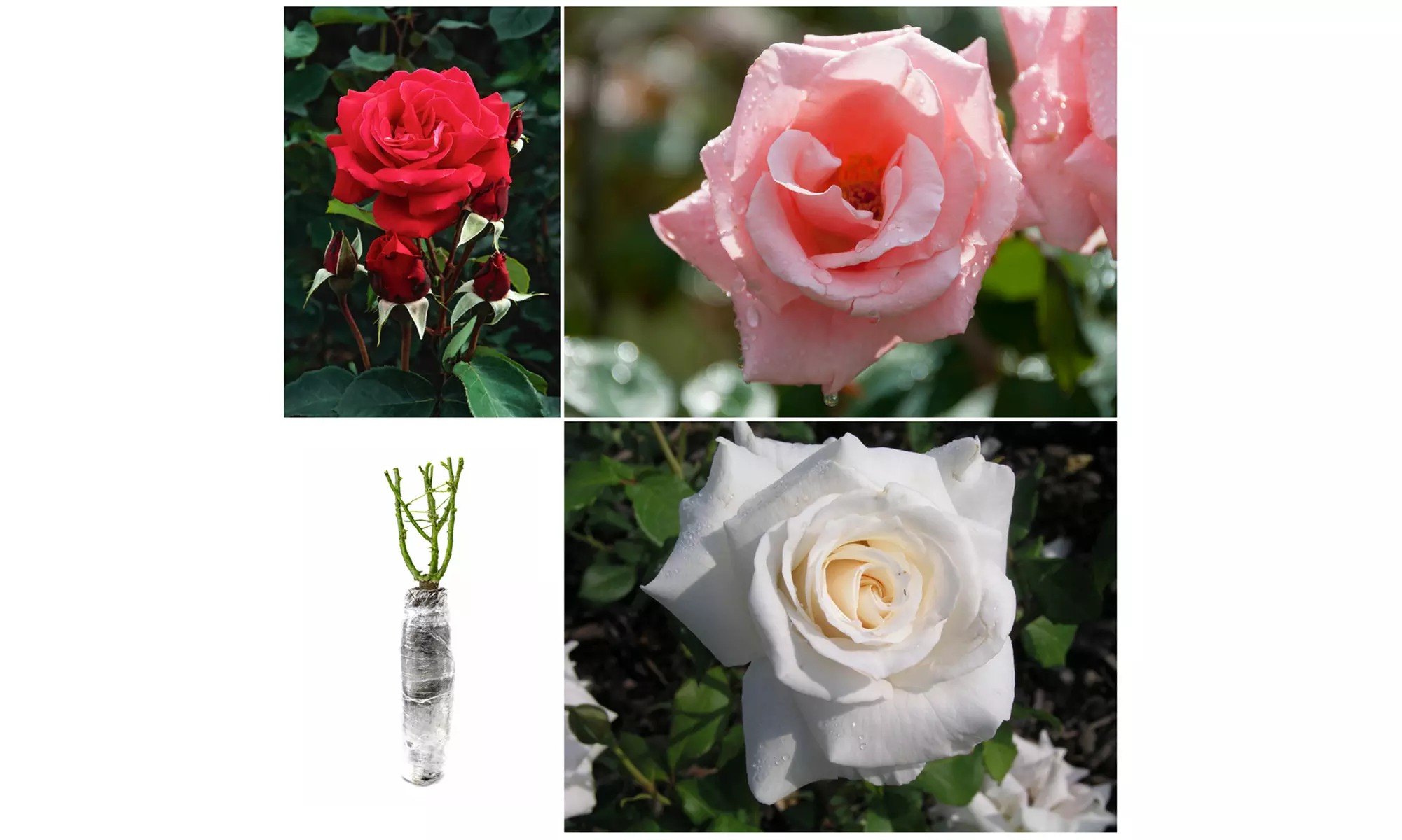 Set van 3 of 6 grootbloemige rozen