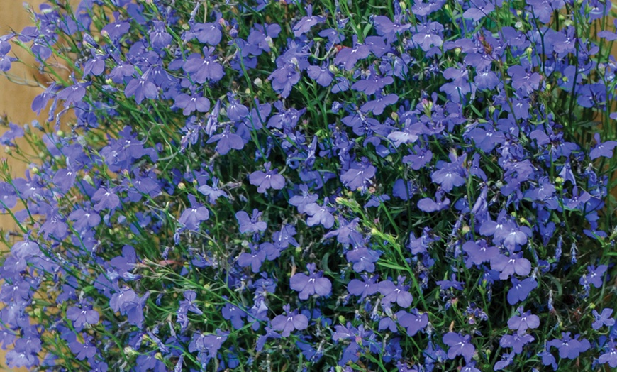 Image 4: Summer Flowering Cascading Basket Plants
