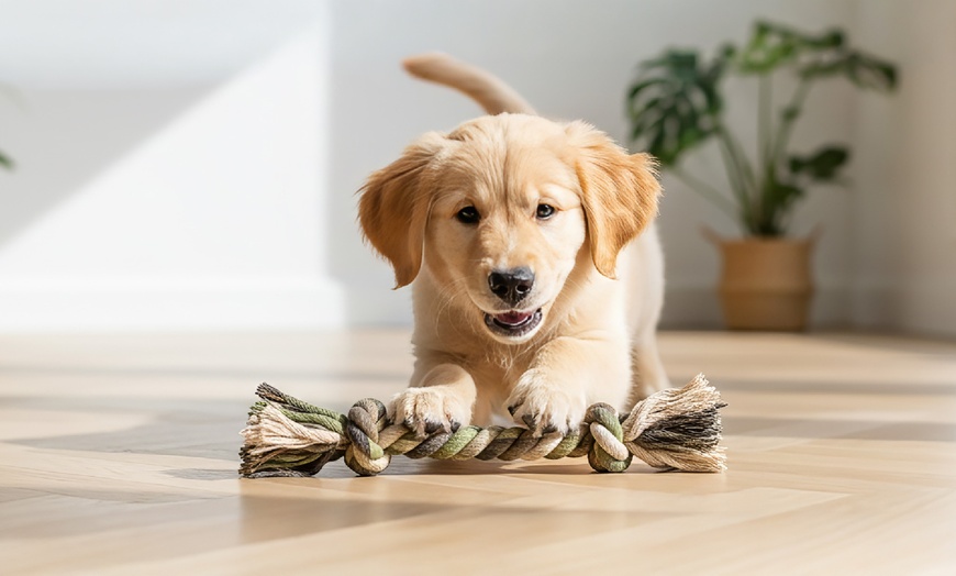 Image 5: 5-teiliges Hundepflege-Set