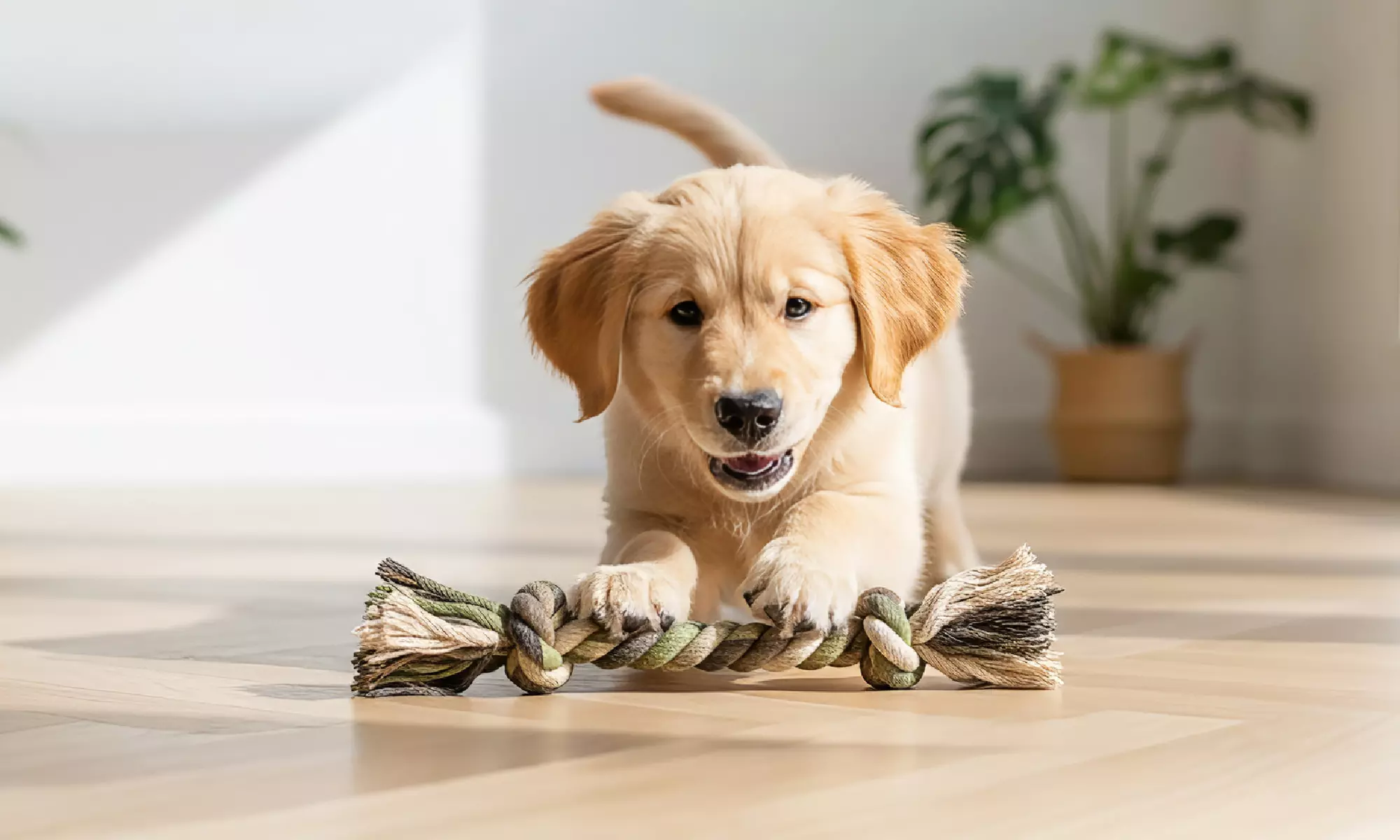 5-teiliges Hundepflege-Set