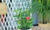 2Pcs Stackable Plant Trellis Climbing Indoor for Potted Plastic Climbing Support