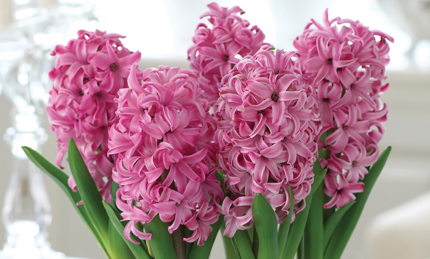 Image 6: Festive Hyacinth 'Pink or White Pearl' - 5 Bulbs in Decorative Planter