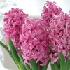 Image 6: Festive Hyacinth 'Pink or White Pearl' - 5 Bulbs in Decorative Planter