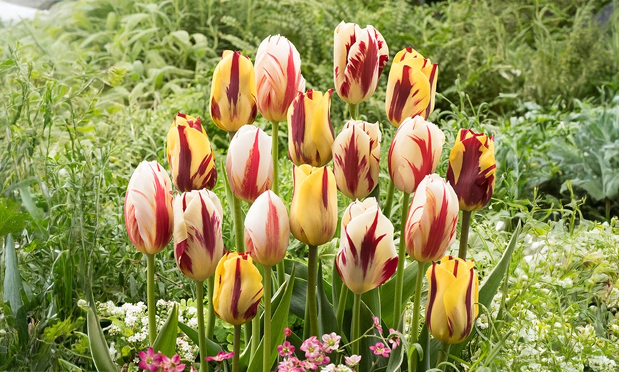 Image 3: Bulbes de tulipes "Tulipa Flaming Beauty"
