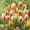 Image 3: Bulbes de tulipes "Tulipa Flaming Beauty"