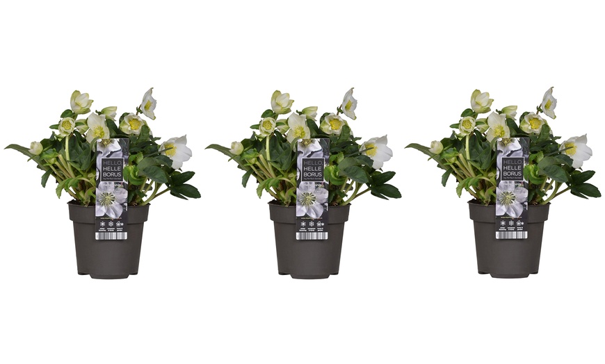 Image 2: 3 o 6 plantas Helleborus Niger (eléboro de Navidad)