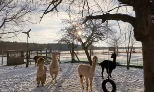 Alpaka- und Lamawanderung für bis zu 6 Personen mit Hochmoor Lamatrekking (bis zu 43% sparen)