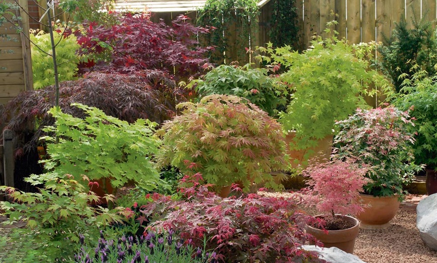 Image 10: Japanese Maple Acer Duo Collection with Optional Patio Pots