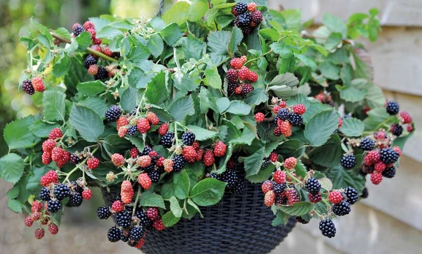 Image 8: Blackberry Growers Choice Blackberry Cultivars