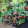Image 8: Blackberry Growers Choice Blackberry Cultivars