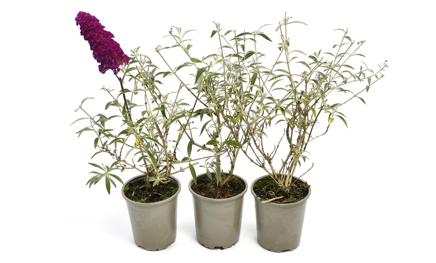 Image 7: Buddleja davidii Mariposa Bush