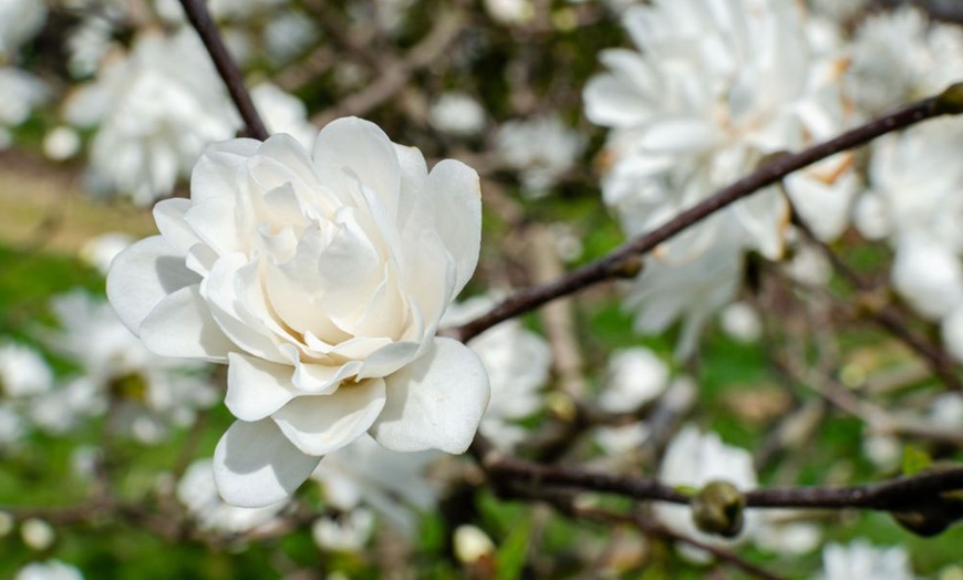 Image 8: Magnolia Patio Standard Trees - 5 Varieties to Choose From