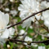 Image 8: Magnolia Patio Standard Trees - 5 Varieties to Choose From