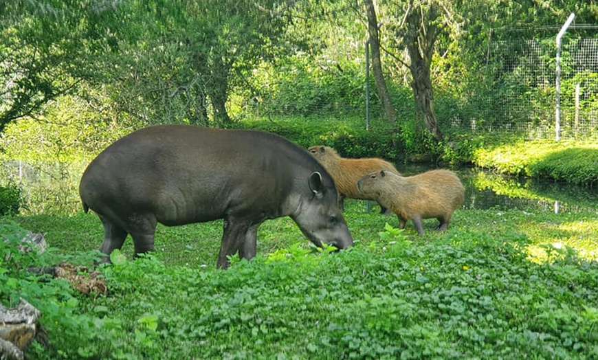 Image 9: Entry Ticket to Beale Wildlife Park