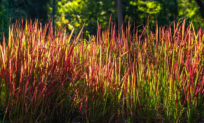 Image 6: Lote de 4 u 8 plantas de hierba de sangre japonesa de Gardenzo