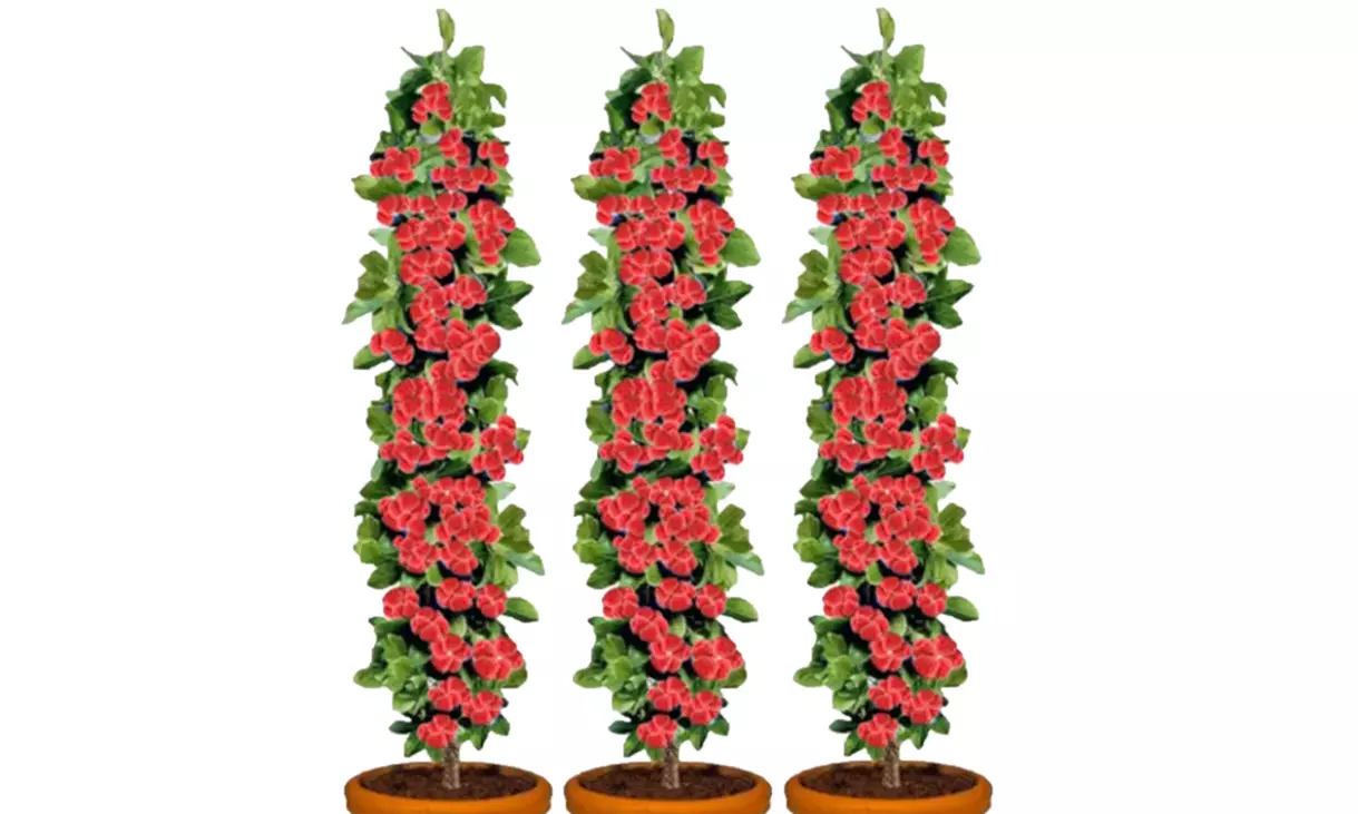 3 o 6 plantas de frambuesa y zarzamora - Primary Image