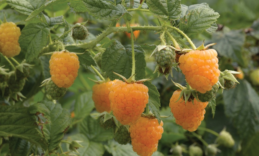 Image 2: Raspberry Growers Choice - 2ltr and 3ltr Potted Plants