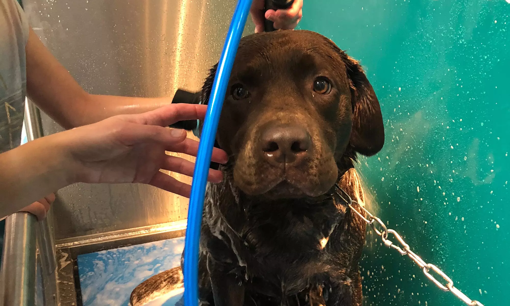 Lavage chiens simple ou en duo chez ZooMalin