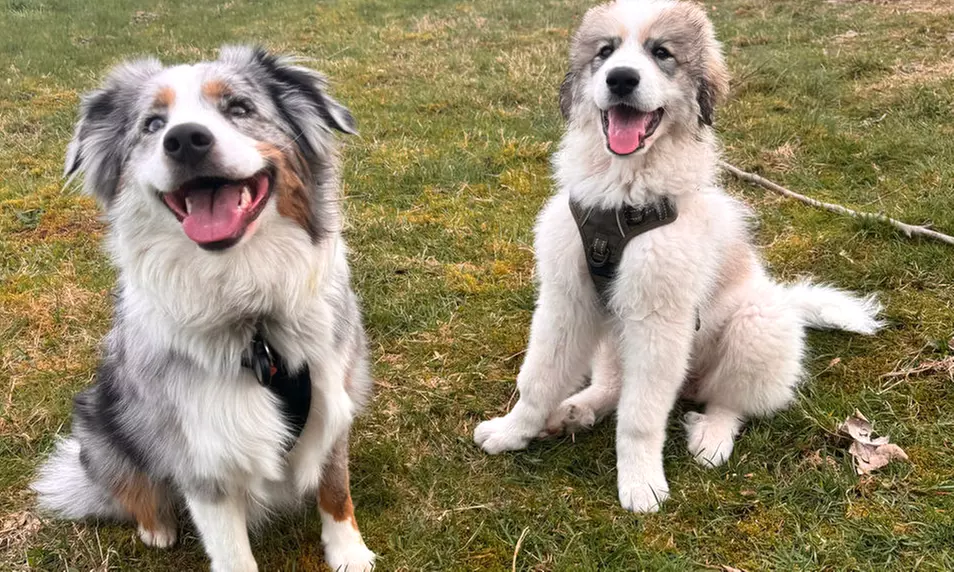 Winterberg: 2-3 Nächte inkl. Frühstück, 1x Dinner, Spa & Alpakas